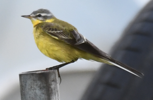 Western Yellow Wagtail (Motacilla flava)