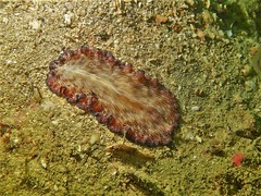 Pseudobiceros fulgor