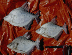 Platinum Piranha photo 2