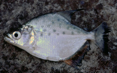 Platinum Piranha photo 1