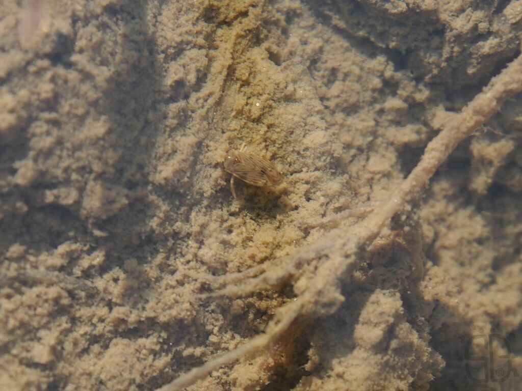 Micronecta Raccolte Micronecta from Shek Kong, Hong Kong on January 11, 2025 at 02:22 PM by ...