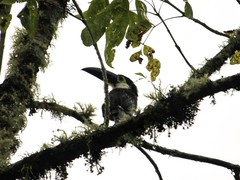 Andigena nigrirostris