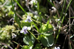 Viola palustris