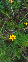 Tagetes zypaquirensis
