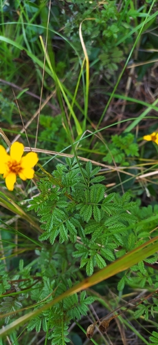 Tagetes zypaquirensis, photograph 2