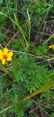 Tagetes zypaquirensis, photograph (c) Ángela Patricia Rojas Cortés, some rights reserved (CC BY-SA)
