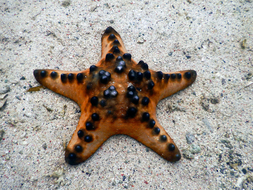 Chocolate Chip Sea Star (Protoreaster nodosus)