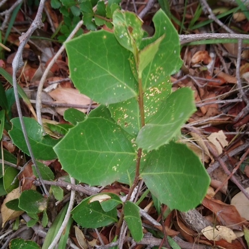 Image of Maytenus procumbens by (c) Henry de Lange, some rights reserved (CC BY)