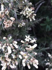 Colletia hystrix