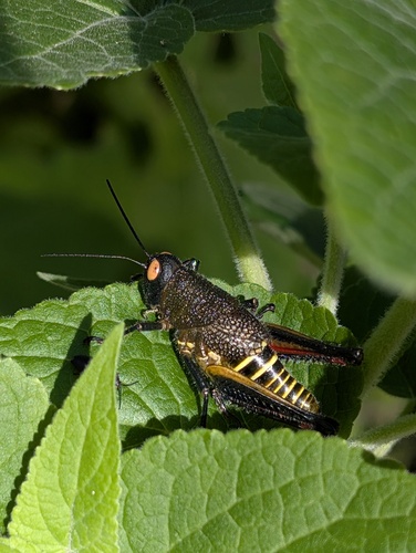 Perixerus obscurus