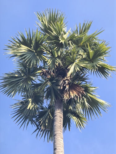 Foto de Palmeira-talipot