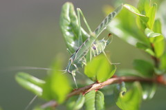 Insara elegans