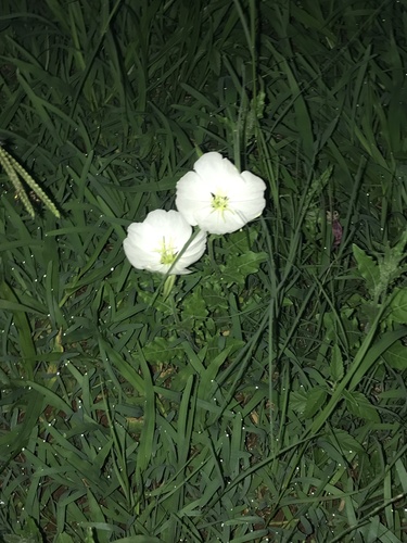 Foto de Onagra