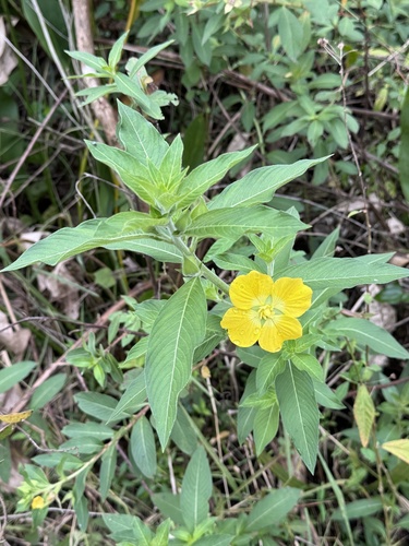 Foto de Ludwigia