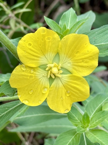 Foto de Ludwigia