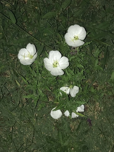 Foto de Onagra