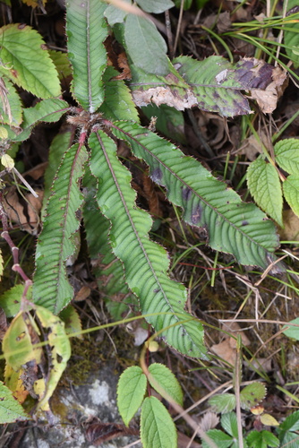 Saurauia polyneura