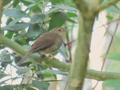 iNaturalist image