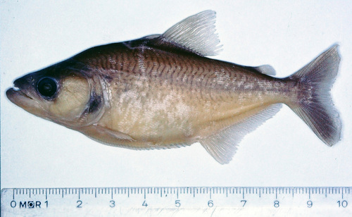 Slender piranha (Serrasalmus elongatus) — Serrasalmidae — 5