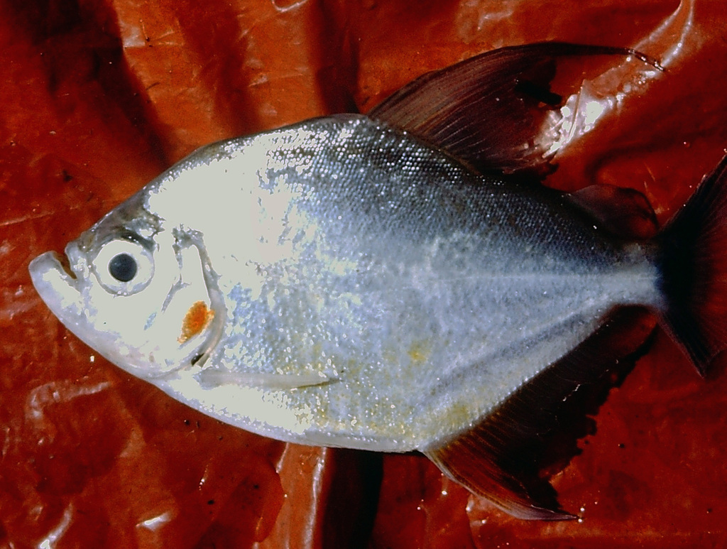 Wimple piranha (Catoprion mento) — Serrasalmidae