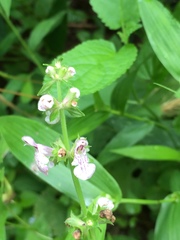 Stachys tenuifolia