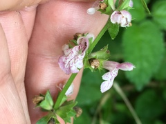 Stachys tenuifolia