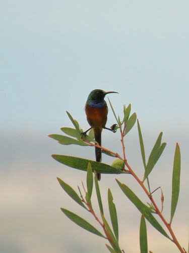 Orange-breasted Sunbird (Anthobaphes violacea), photo 4