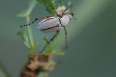 Macrodactylus uniformis