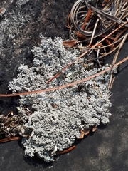 Stereocaulon saxatile