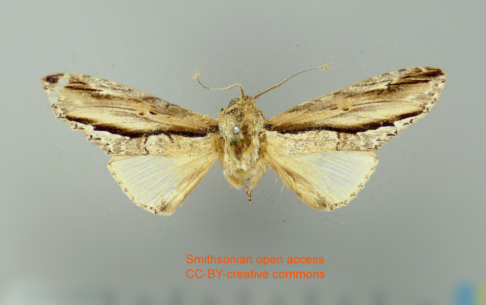 Rhudara endymion
