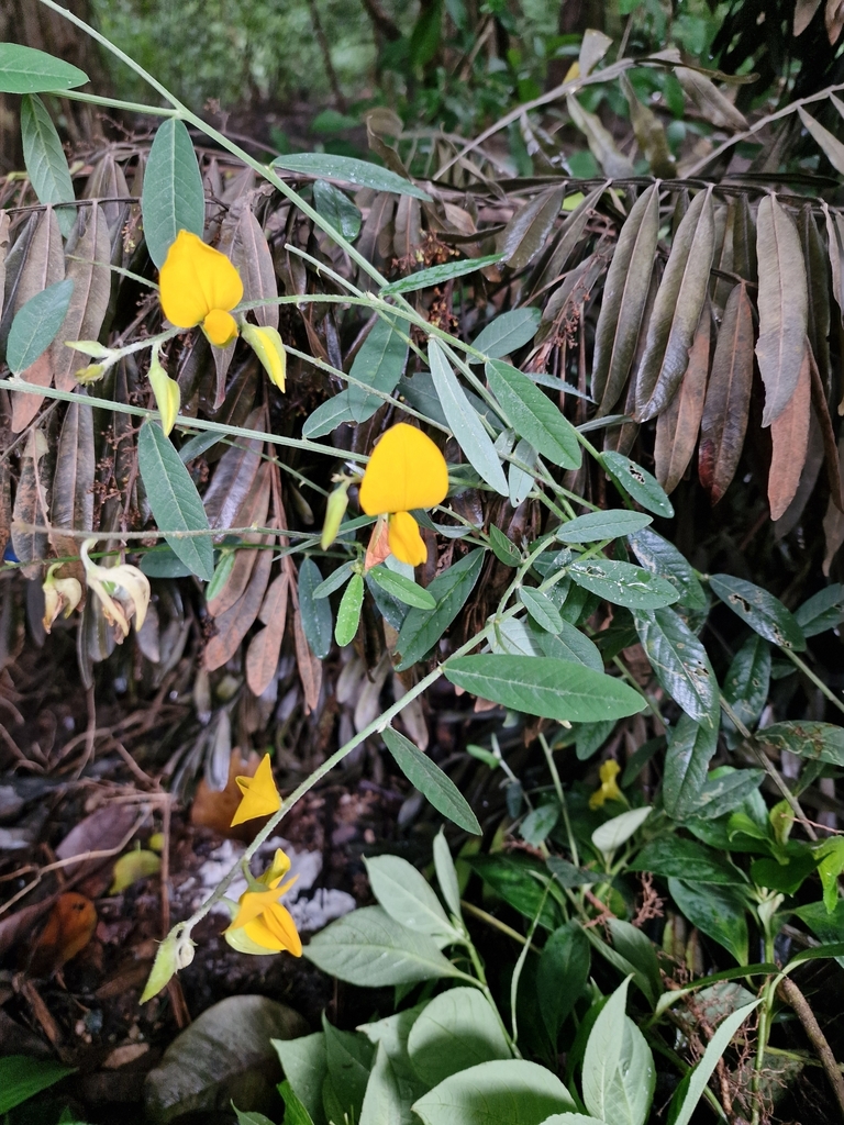 Crotalaria juncea, Dambulla, LK-MT, LK