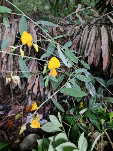 sunn hemp (Crotalaria juncea)
