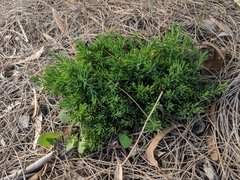 Enchylaena tomentosa