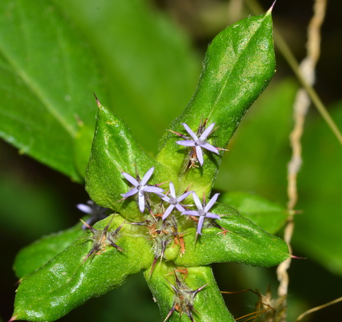 Spiracantha