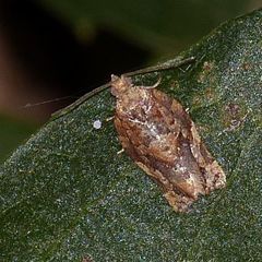 Argyrotaenia sphaleropa