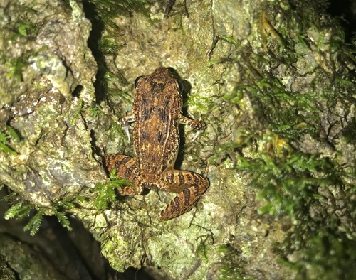 Papua Wrinkled Ground Frog, Cornufer papuensis