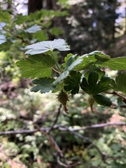 Ribes pinetorum