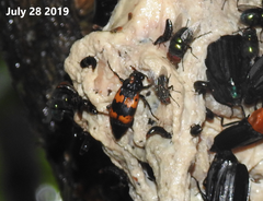 Nicrophorus quadripunctatus