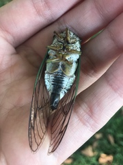 Neotibicen latifasciatus