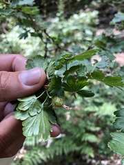 Ribes pinetorum