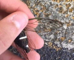 Neotibicen latifasciatus