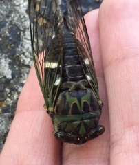 Neotibicen latifasciatus