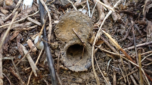 Nemesia ungoliant