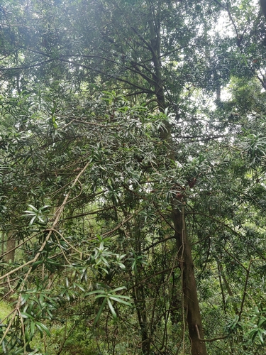 Foto de Afrocarpinho