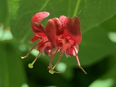 Lonicera conjugialis