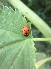 Coccinella septempunctata