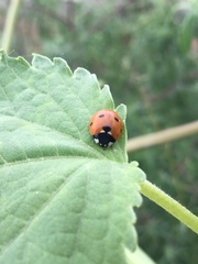 Coccinella septempunctata
