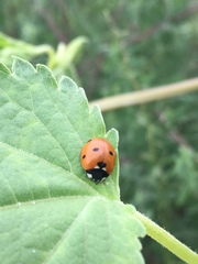 Coccinella septempunctata