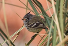 Anairetes flavirostris