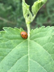 Coccinella septempunctata